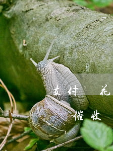 支付寶花唄逾期有滯銷金嗎(支付寶花唄逾期會催收嗎)