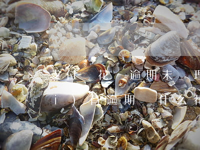 支付寶花唄逾期未處理(支付寶花唄沒(méi)有逾期為什么花唄不能用了)