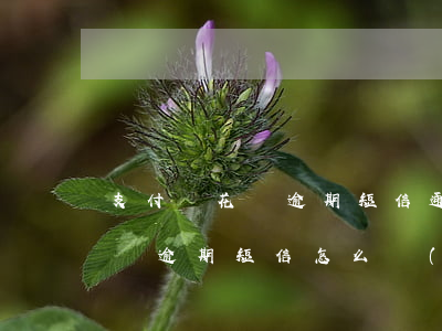 支付寶花唄逾期短信通知內(nèi)容（花唄逾期短信怎么寫(xiě)）