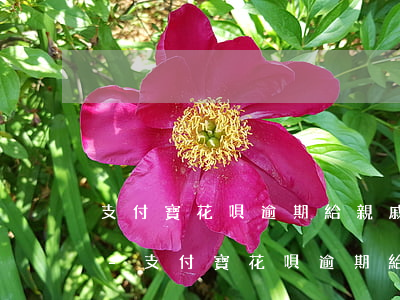 支付寶花唄逾期給親戚發(fā)信息起訴-支付寶花唄逾期給親戚發(fā)信息起訴