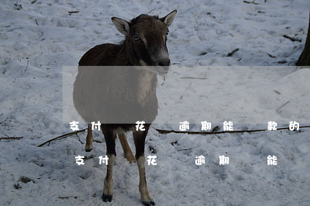 支付寶花唄逾期能貸款的網(wǎng)貸(支付寶花唄逾期還能貸款什么平臺)