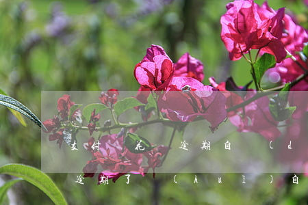 支付寶花唄逾期自動(dòng)扣錢(花唄逾期了會(huì)自動(dòng)扣余額寶里的錢還款嗎?)