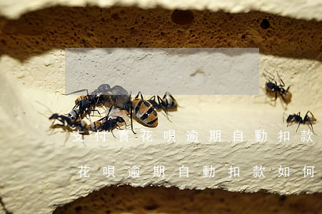 支付寶花唄逾期自動扣款如何追回-支付寶花唄逾期自動扣款如何追回錢