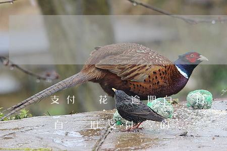 支付寶花唄逾期自動扣錢嗎(借唄花唄逾期會自動扣支付寶的錢)