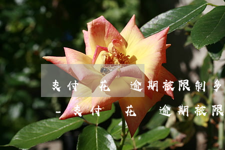 支付寶花唄逾期被限制多久能恢復(fù)-支付寶花唄逾期被限制多久能恢復(fù)正常