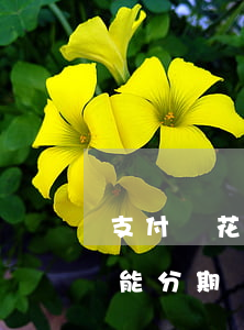 支付寶花唄逾期要取消分期-花唄逾期后不能分期還款是否關(guān)閉花唄