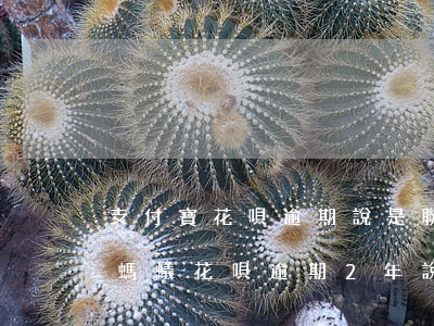 支付寶花唄逾期說是聯(lián)系村委(螞蟻花唄逾期2年說要打電話去村委會)