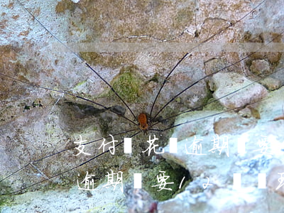 支付寶花唄逾期說要12點處理（支付寶花唄逾期說要12點處理）