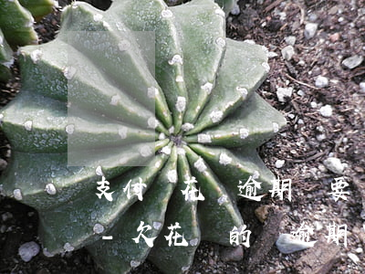 支付寶花唄逾期說要凍結(jié)銀行卡-欠花唄的錢逾期了,今天銀行卡賬戶都凍結(jié)了