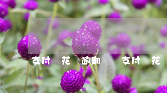 支付寶花唄逾期負債(支付寶花唄逾期后果)