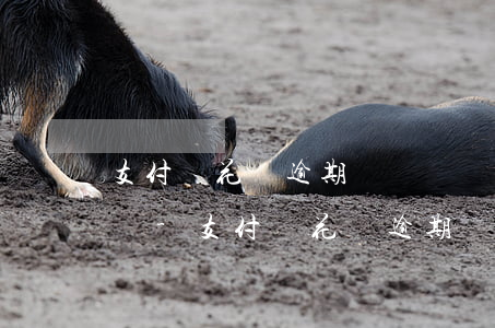 支付寶花唄逾期賬號凍結(jié)怎么解凍-支付寶花唄逾期賬號凍結(jié)怎么解凍不了