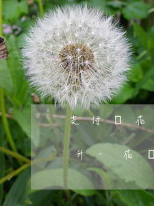 支付寶花唄逾期過(guò)了芝麻分很難升-花唄逾期導(dǎo)致芝麻信用降低如何才能上升