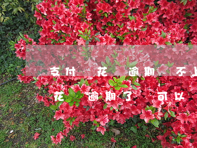 支付寶花唄逾期還不上還能分期嗎-支付寶花唄逾期了還可以貸款嗎