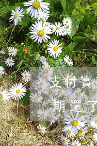 支付寶花唄逾期還了不能用-支付寶花唄逾期還了不能用了