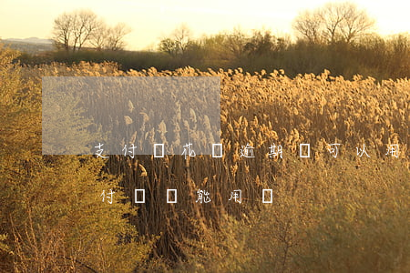 支付寶花唄逾期還可以用嗎 花唄逾期之后支付寶還能用嗎