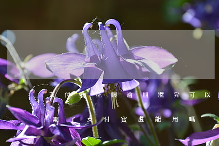 支付寶花唄逾期還完可以用嗎(支付寶花唄逾期了支付寶還能用嗎)