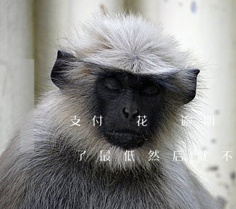 支付寶花唄逾期還完最低(花唄逾期兩天后還了最低然后就不能用了)