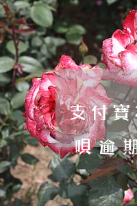 支付寶花唄逾期還款了多久可以用（支付寶花唄逾期 還款）