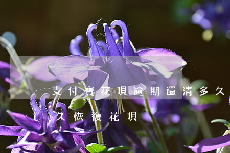 支付寶花唄逾期還清多久(支付寶逾期還完多久恢復花唄)