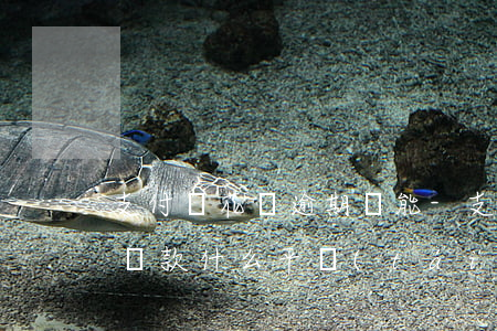 支付寶花唄逾期還能-支付寶花唄逾期還能貸款什么平臺(tái)
