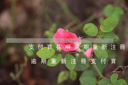 支付寶花唄逾期重新注冊支付寶(支付寶花唄逾期重新注冊支付寶)