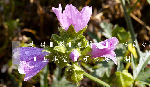 支付寶花唄逾期金額可以再分期-支付寶花唄逾期金額可以再分期