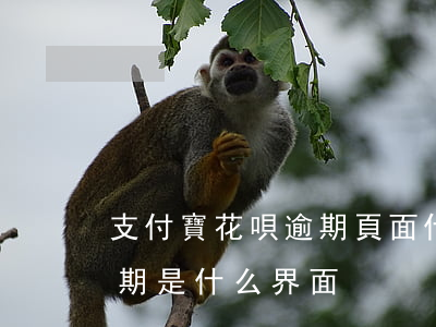支付寶花唄逾期頁面什么樣-支付寶花唄逾期是什么界面