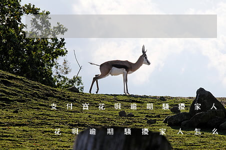 支付寶花唄逾期騷擾家人怎么處理-支付寶花唄逾期騷擾家人怎么處理的