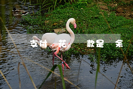 支付寶花唄還款是從余額中還嗎-