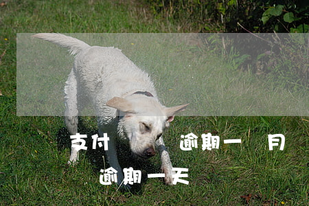 支付寶華壩逾期一個月會怎么樣-支付寶花壩逾期一天