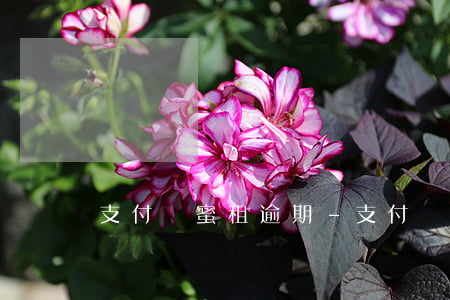 支付寶蜜租逾期-支付寶蜜租逾期