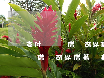 支付寶螞蟻借唄可以借著還款嗎-支付寶螞蟻借唄可以借著還款嗎安全嗎
