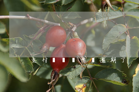支付寶螞蟻借唄逾期了