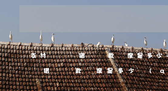 支付寶螞蟻借唄還款額度是多少-支付寶螞蟻借唄還款額度是多少錢(qián)