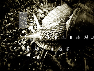 支付寶螞蟻花唄逾期上門-支付寶螞蟻花唄逾期上門催收