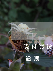 支付寶被花逾期3000塊(支付寶一千塊錢逾期)