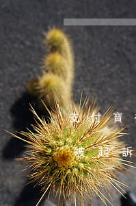 支付寶被起訴的話上面會有顯示嗎-支付寶被起訴的話上面會有顯示嗎是真的嗎