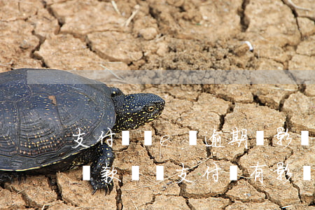 支付寶誠e賒逾期會影響芝麻分嗎(誠e賒不還款會對支付寶有影響嗎)