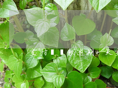 支付寶貸款逾期4天(支付寶逾期六天)