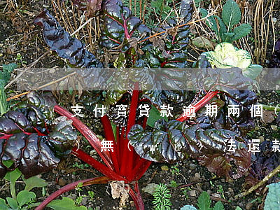 支付寶貸款逾期兩個(gè)月手機(jī)無(wú)法還款怎么辦（支付寶里手機(jī)貸逾期消除不了）