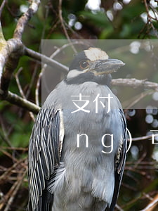 支付寶貸款逾期多少天(支付寶最長(zhǎng)可以逾期幾個(gè)月)