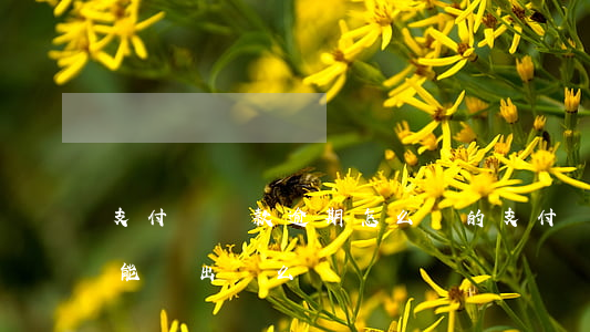 支付寶貸款逾期怎么還的(支付寶逾期貸款還能貸出來么)