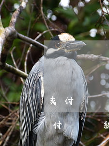 支付寶貸款逾期會(huì)上征信么-支付寶貸款逾期多長時(shí)間會(huì)影響征信