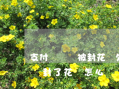 支付寶賬號被封花唄欠的錢怎么還-支付寶號封了花唄怎么還