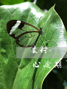 支付寶購(gòu)物逾期還款 支付寶不小心逾期了