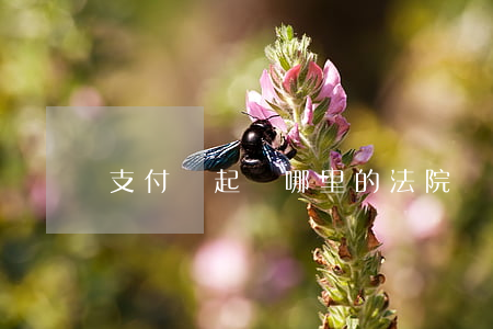 支付寶起訴哪里的法院