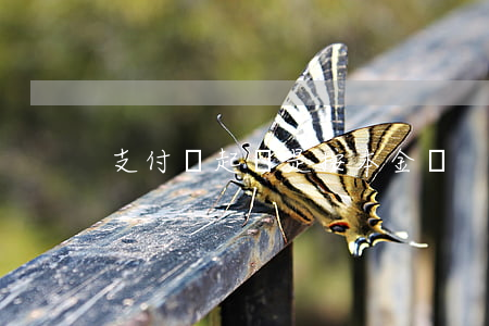 支付寶起訴是按本金嗎