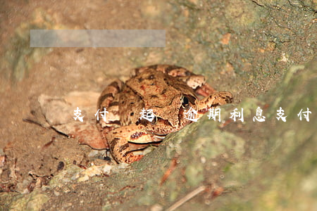 支付寶起訴逾期利息 支付寶逾期的利息