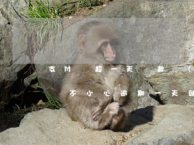 支付寶超一天還款會(huì)逾期嗎(支付寶不小心逾期一天就還了,有什么后果)