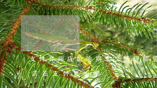 支付寶趣店的逾期怎么處理（酷愛(ài)趣店在支付寶逾期）